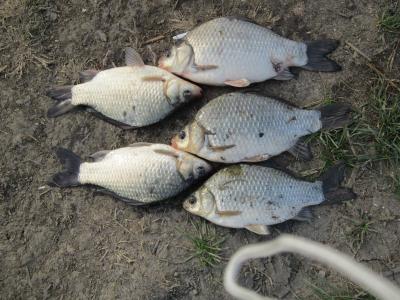 Прикрепленное изображение: IMG_0369.JPG